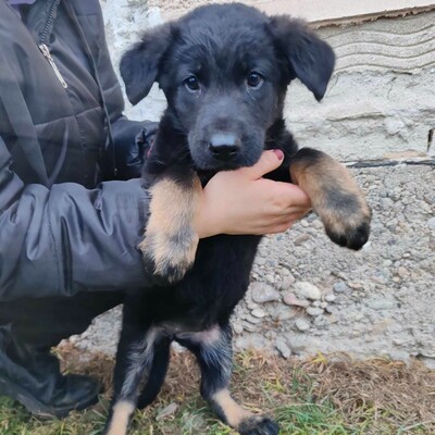 💥Becky Balto und Bibi sind 3 Monate alte Welpen die verlassen auf den Feldern in der Nähe eines Dorfes gefunden wurden💥, Schäferhund-Mischlingswelpin Welpen - Hündin