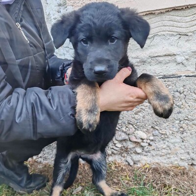 💥Becky Balto und Bibi sind 3 Monate alte Welpen die verlassen auf den Feldern in der Nähe eines Dorfes gefunden wurden💥, Schäferhund-Mischlingswelpin Welpen - Hündin