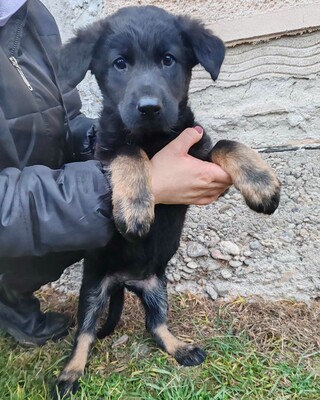 💥Becky Balto und Bibi sind 3 Monate alte Welpen die verlassen auf den Feldern in der Nähe eines Dorfes gefunden wurden💥, Schäferhund-Mischlingswelpin Welpen - Hündin