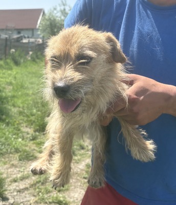 Becky, Mix - Hündin