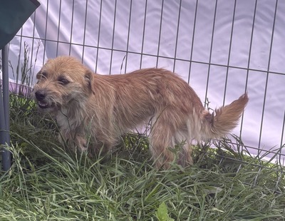 Becky, Mix - Hündin