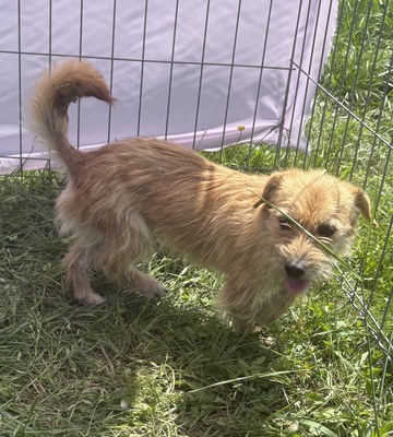 Becky, Mix - Hündin