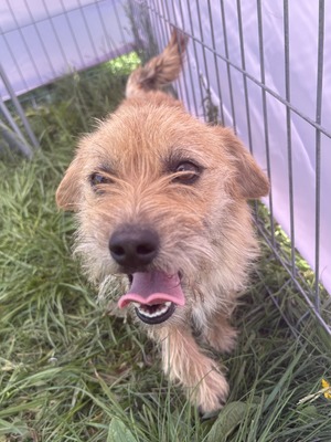 Becky, Mix - Hündin