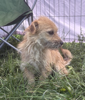 Becky, Mix - Hündin