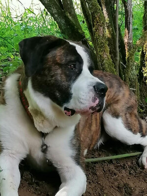 Beethoven Bernhardiner Mix Rüde sucht ein Zuhause, mit Video, Bernhardiner- Dogo - Rüde