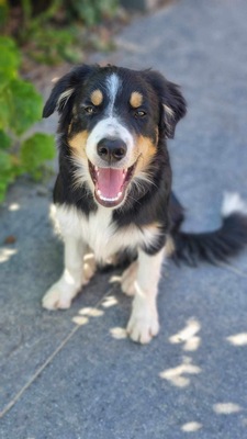 Beethoven, Boder Collie Welpen - Rüde