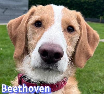 Beethoven, Mischling - Rüde