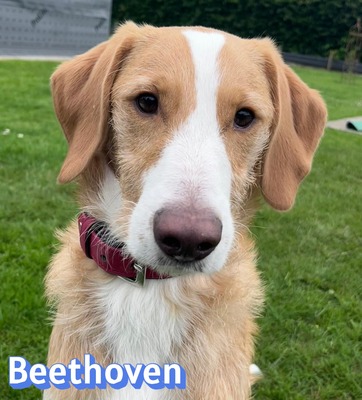 Beethoven, Mischling - Rüde