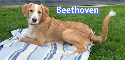 Beethoven, Mischling - Rüde