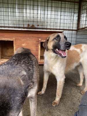 Beethoven, sanfter Riese mit Herz sucht sein Glück