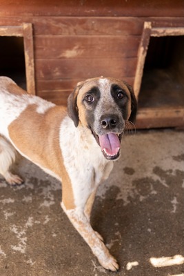 Beethoven, sanfter Riese mit Herz sucht sein Glück, Mischling - Rüde