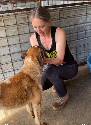 Beethoven, sanfter Riese mit Herz sucht sein Glück, Mischling - Rüde