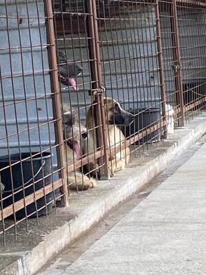 Beethoven, sanfter Riese mit Herz sucht sein Glück, Mischling - Rüde