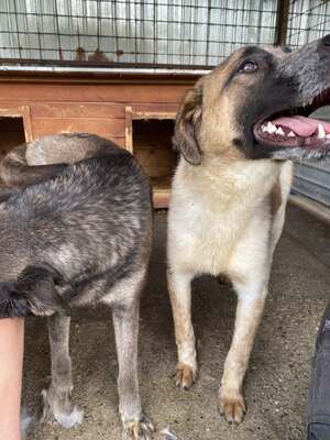 Beethoven, sanfter Riese mit Herz sucht sein Glück, Mischling - Rüde