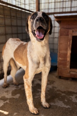 Beethoven, sanfter Riese mit Herz sucht sein Glück, Mischling - Rüde