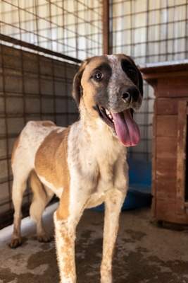 Beethoven, sanfter Riese mit Herz sucht sein Glück, Mischling - Rüde