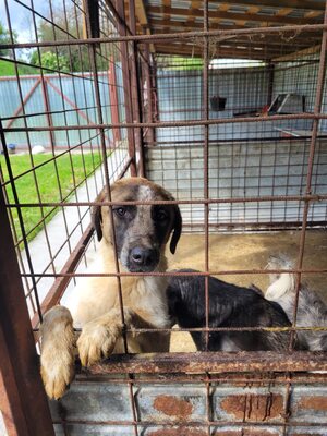 Beethoven, sanfter Riese mit Herz sucht sein Glück, Mischling - Rüde