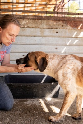 Beethoven, sanfter Riese mit Herz sucht sein Glück, Mischling - Rüde