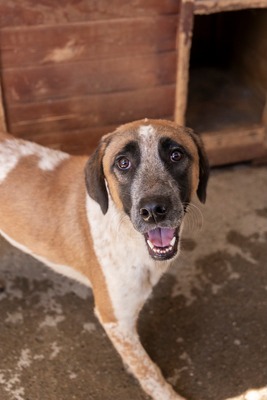 Beethoven, sanfter Riese mit Herz sucht sein Glück, Mischling - Rüde