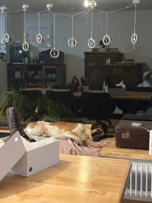 Beethoven, sanfter Riese mit Herz sucht sein Glück, Mischling - Rüde