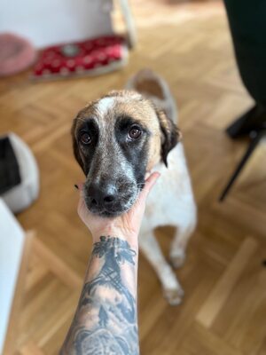 Beethoven, sanfter Riese mit Herz sucht sein Glück, Mischling - Rüde