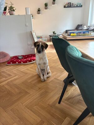 Beethoven, sanfter Riese mit Herz sucht sein Glück, Mischling - Rüde