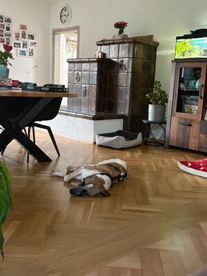 Beethoven, sanfter Riese mit Herz sucht sein Glück, Mischling - Rüde