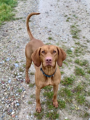 Beke Canibus familiaris von Kronau, Magyar Vizsla Welpen - Hündin