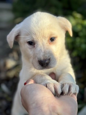 Beki sucht ein Zuhause, Welpe, super lieb u freundlich, Mischling Welpen - Rüde