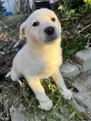 Beki sucht ein Zuhause, Welpe, super lieb u freundlich, Mischling Welpen - Rüde