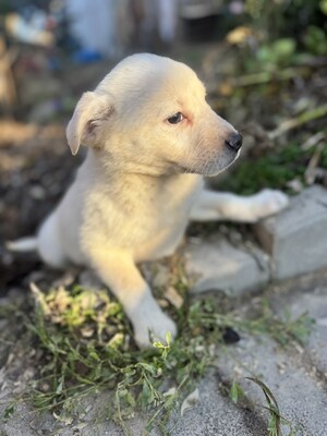 Beki sucht ein Zuhause, Welpe, super lieb u freundlich, Mischling Welpen - Rüde