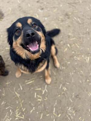 Bela sucht seinen Menschen..., Hovawart- bzw. Rottweiler-Mischling - Rüde