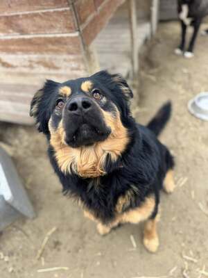 Bela sucht seinen Menschen..., Hovawart- oder Rottweiler-Mix - Rüde