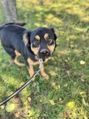 Bela sucht seinen Menschen..., Hovawart- oder Rottweiler-Mix - Rüde