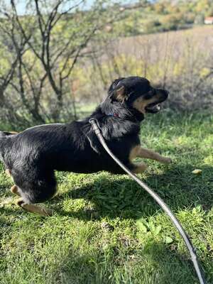 Bela sucht seinen Menschen..., Hovawart- oder Rottweiler-Mix - Rüde