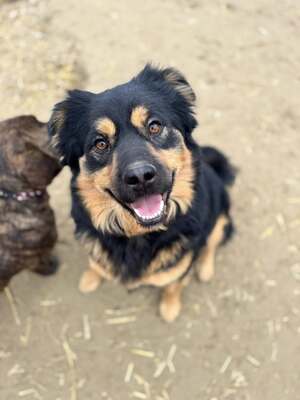 Bela sucht seinen Menschen..., Rottweiler-Mix oder Hovawart-Mix - Rüde