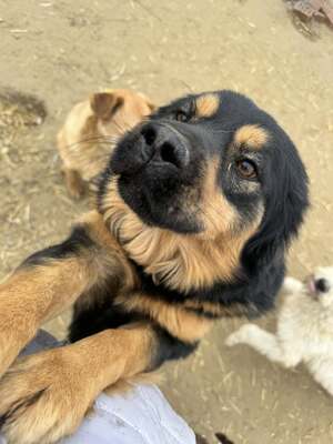 Bela sucht seinen Menschen..., Rottweiler-Mix oder Hovawart-Mix - Rüde