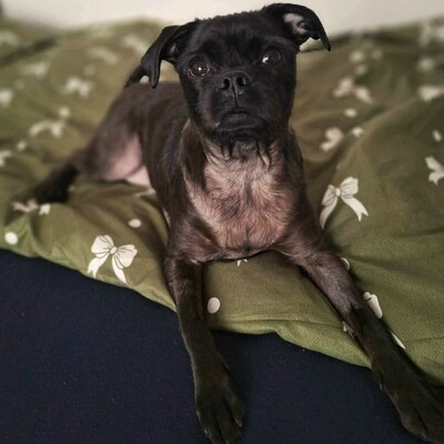 ❤️💥Belami Mops Mischling sucht ein adäquates Zuhause bei lieben Menschen 💥❤️, Mops Mischling - Hündin