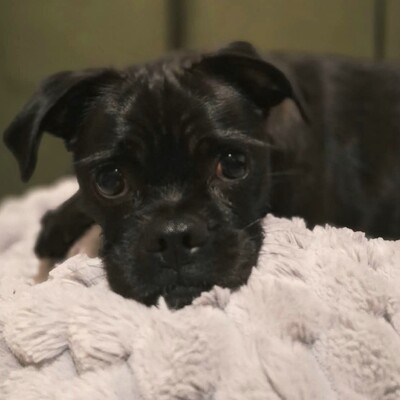 ❤️💥Belami Mops Mischling sucht ein adäquates Zuhause bei lieben Menschen 💥❤️, Mops Mischling - Hündin