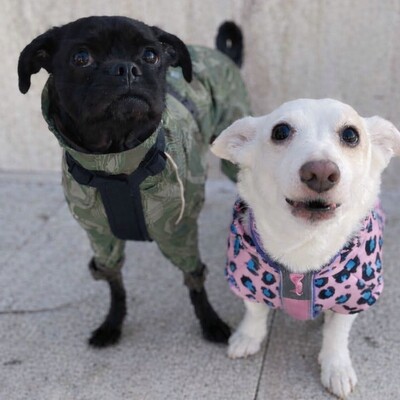 ❤️💥Belami Mops Mischling sucht ein adäquates Zuhause bei lieben Menschen 💥❤️, Mops Mischling - Hündin