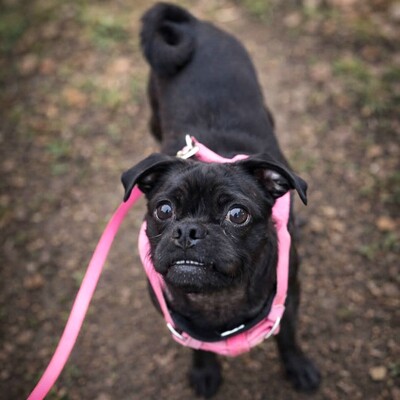 ❤️💥Belami Mops Mischling sucht ein adäquates Zuhause bei lieben Menschen 💥❤️, Mops Mischling - Hündin