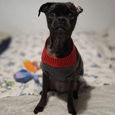 ❤️💥Belami Mops Mischling sucht ein adäquates Zuhause bei lieben Menschen 💥❤️, Mops Mischling - Hündin