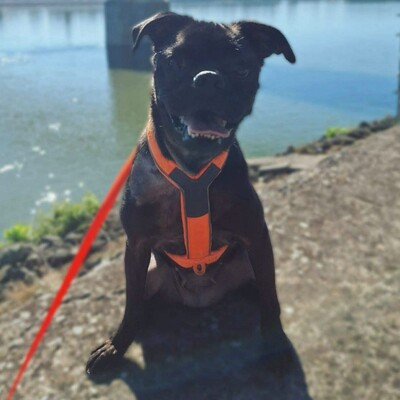 ❤️💥Belami Mops Mischling sucht ein adäquates Zuhause bei lieben Menschen 💥❤️, Mops Mischling - Hündin