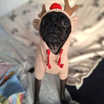 ❤️💥Belami Mops Mischling sucht ein adäquates Zuhause bei lieben Menschen 💥❤️, Mops Mischling - Hündin