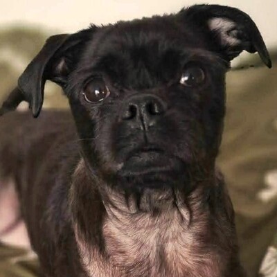 ❤️💥Belami Mops Mischling sucht ein adäquates Zuhause bei lieben Menschen 💥❤️, Mops Mischling - Hündin