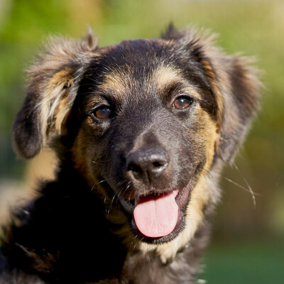 Belana, Mischling - Hündin