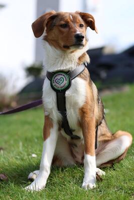 Belana, Mischling Welpen - Hündin