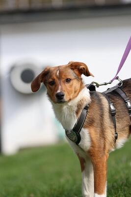 Belana, Mischling Welpen - Hündin