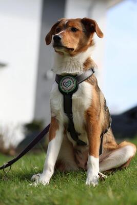 Belana, Mischling Welpen - Hündin