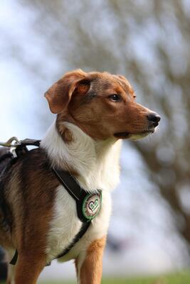 Belana, Mischling Welpen - Hündin